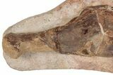Fossil Plesiosaur Paddle - Asfla, Morocco #199979-2